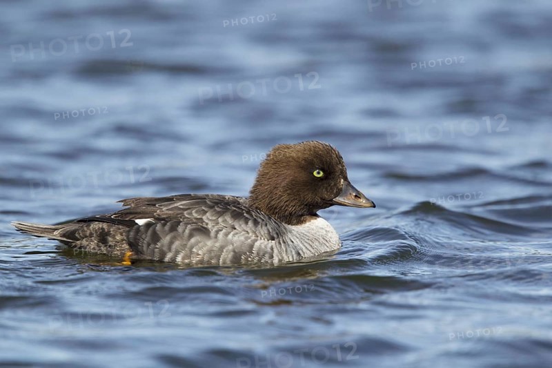Barrow's barrow's goldeneye