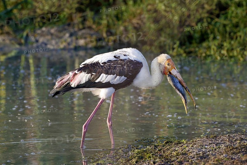 Painted Stork