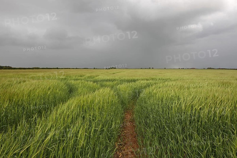 Barley