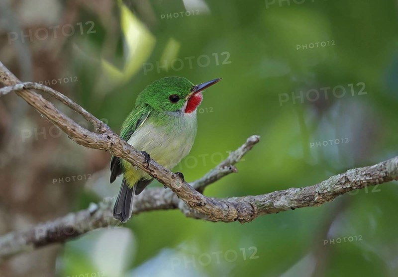 Jamaican jamaican tody
