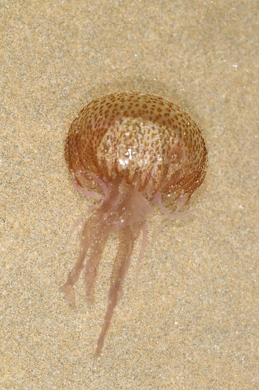 Mauve Stinger