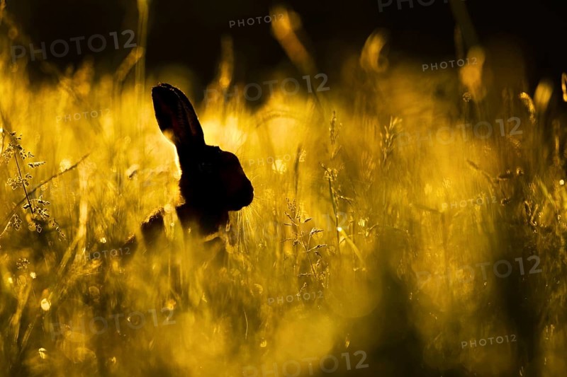 European Hare