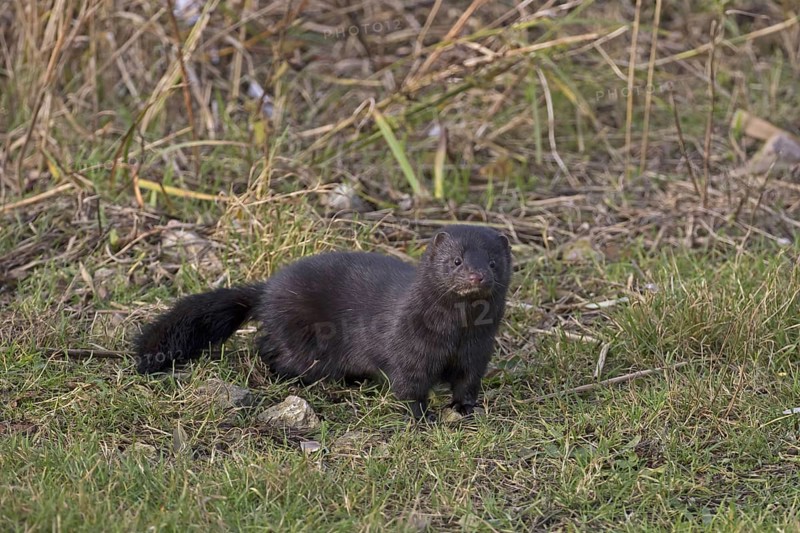 American Mink