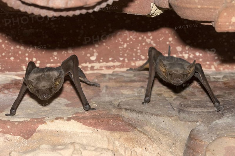 Naked-rumped Tomb Bat