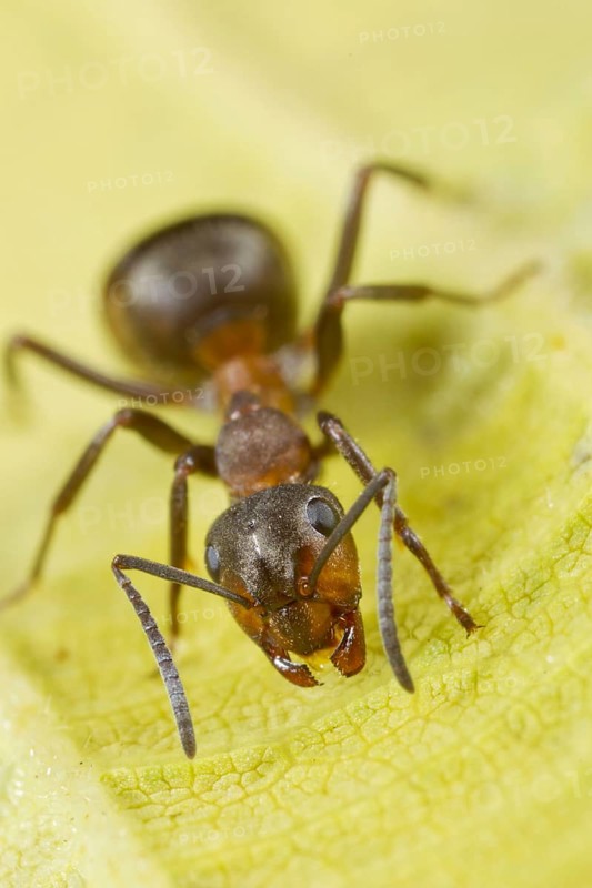 Hairy Wood Ant
