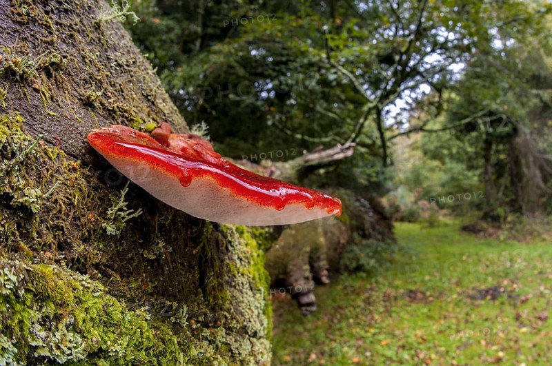 Beefsteak fungus