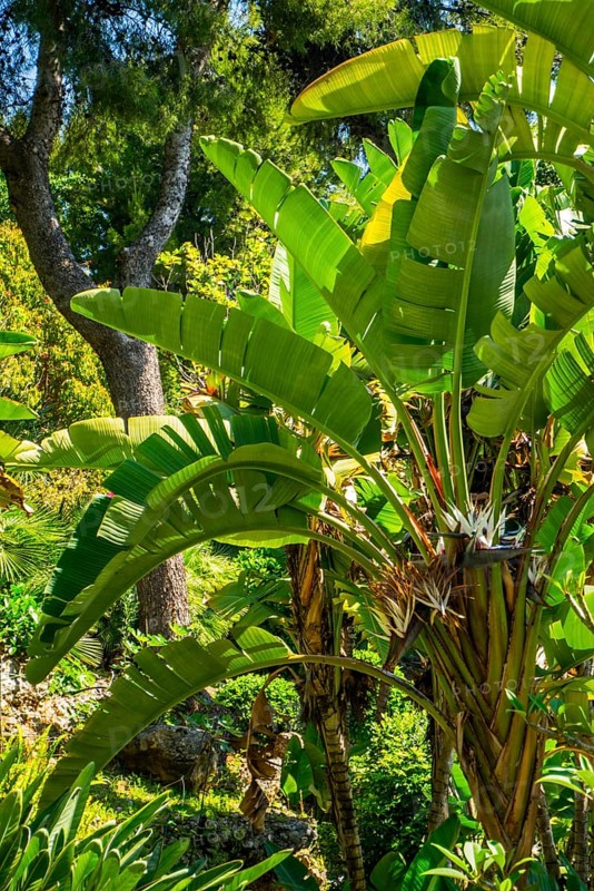Banana tree