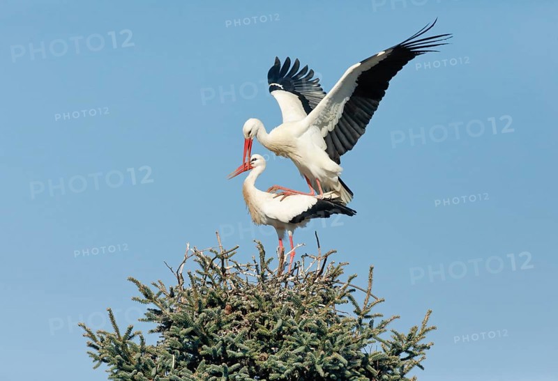 Maennlicher Weissstorch landet mit ausgebreiteten Fluegeln auf dem im Nest stehenden Weibchen fuer die Paarung