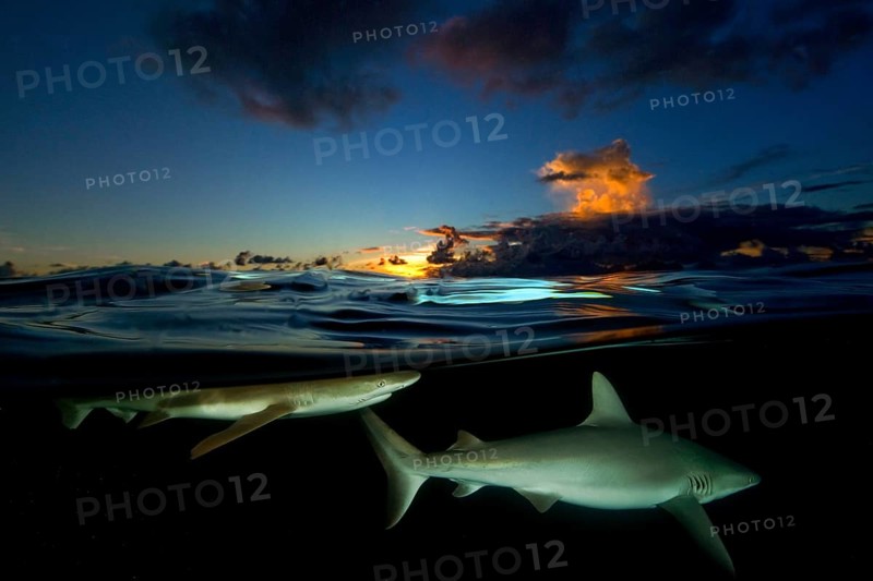 Blacktip reef shark