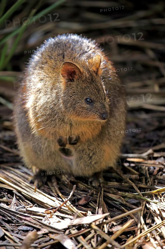 Quokka