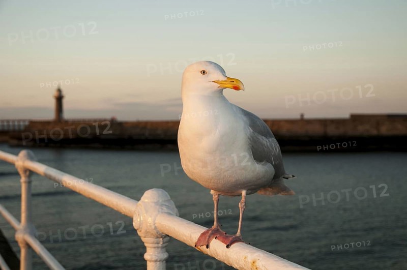 Herring Gull