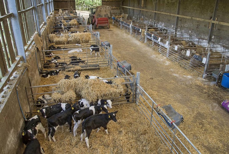 Domestic cattle