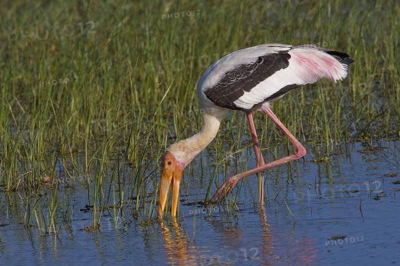 Painted stork