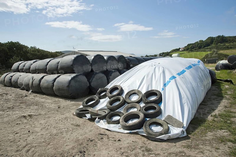Ag bag silage with large silage bales wrapped in plastic
