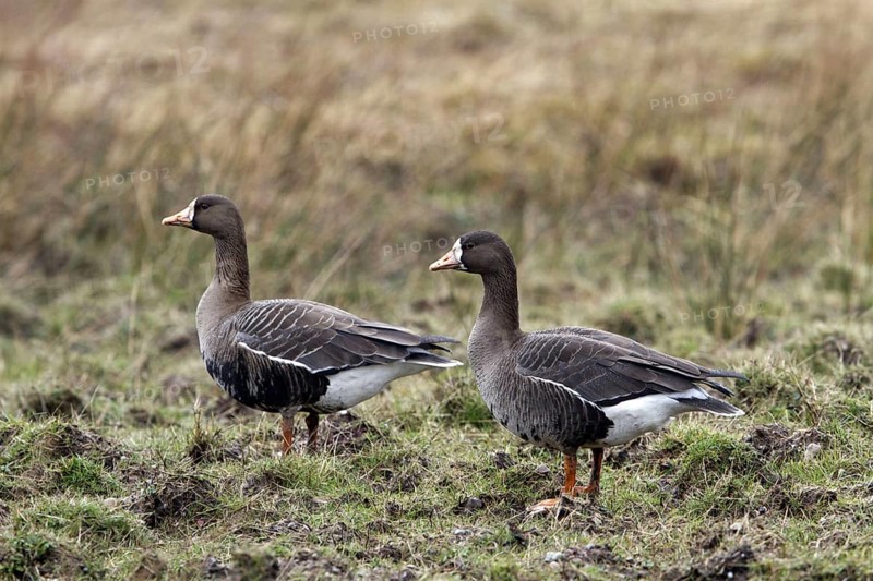 Greater White-fronted Goose
