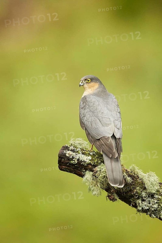 Eurasian eurasian sparrowhawk