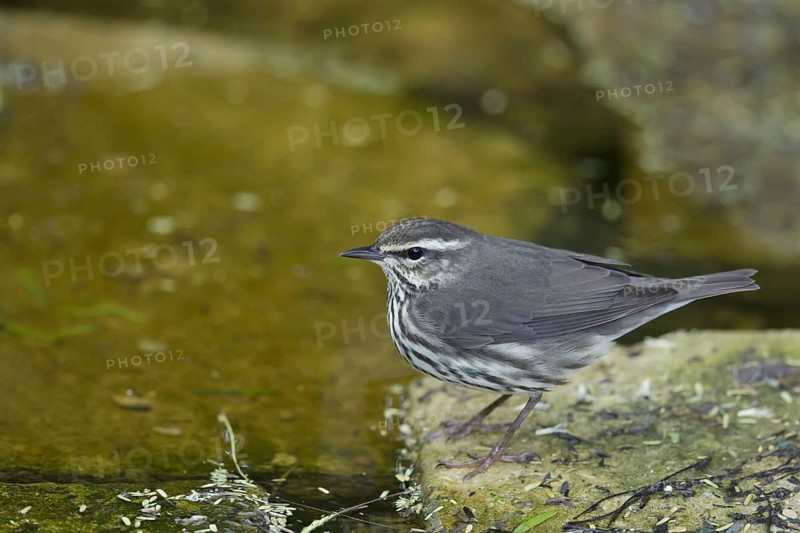 Northern Water Thrush