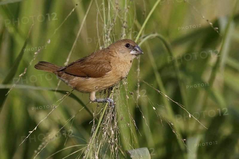 Nutmeg Finch