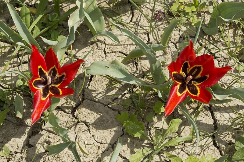 Eyed Tulip