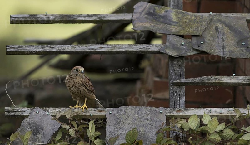 Common common kestrel