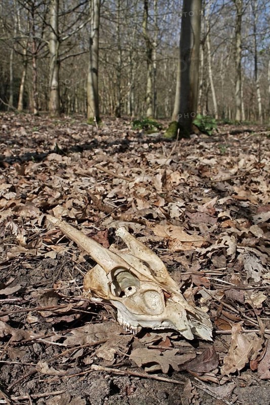 Chinese Muntjac