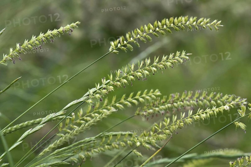 Crested dog's-tail
