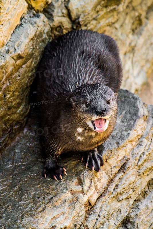 Otter