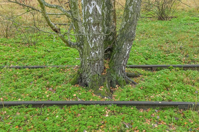 Birch trees