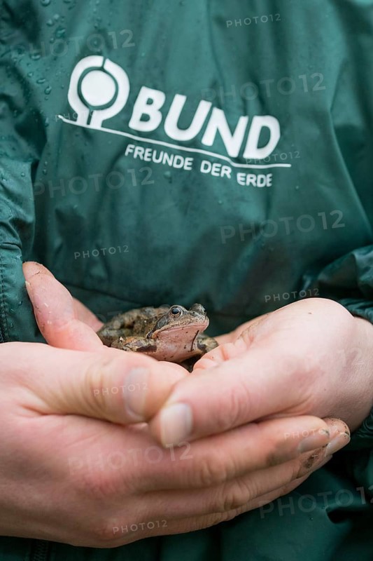Grasfrosch