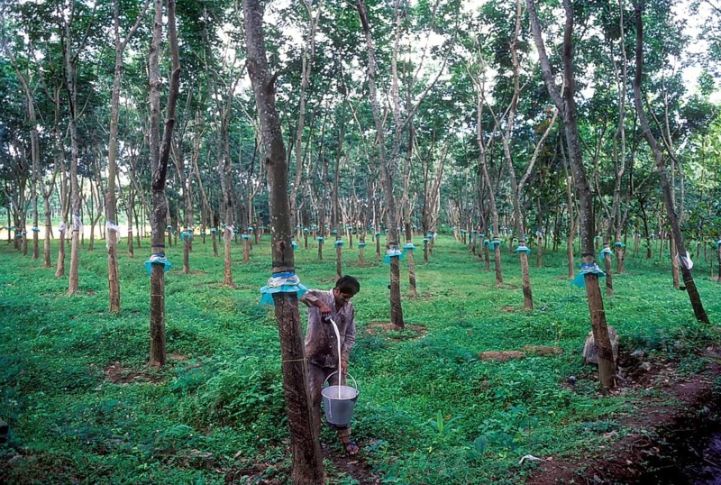 A man collecting rubber milk in Kottayam