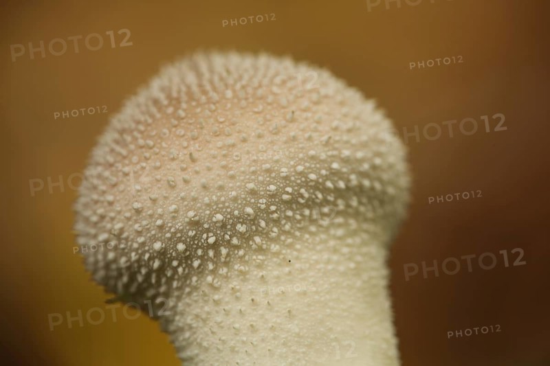Detail of the common puffball