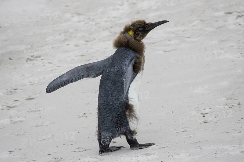 Patagonica