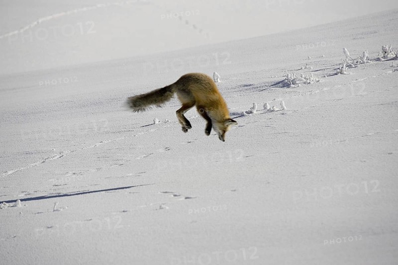 American red fox