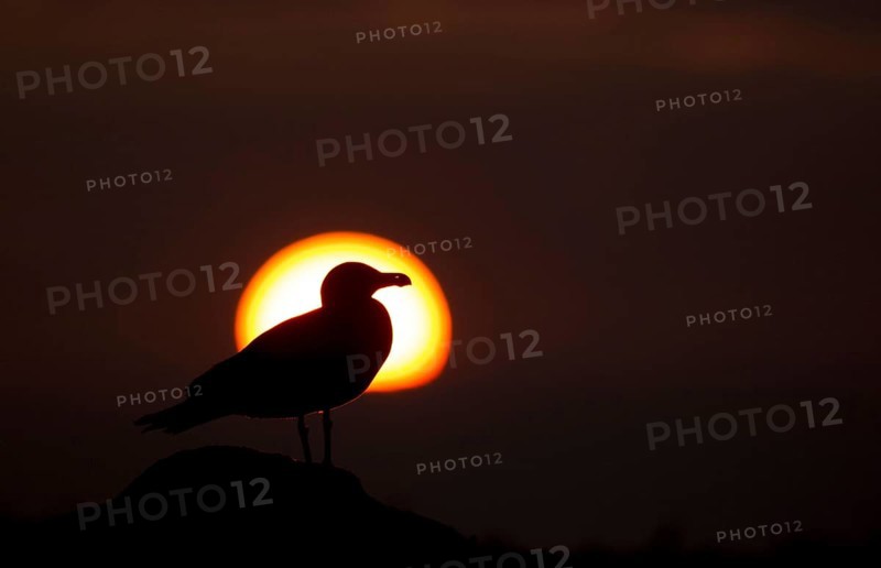 Lesser Black-backed Gull