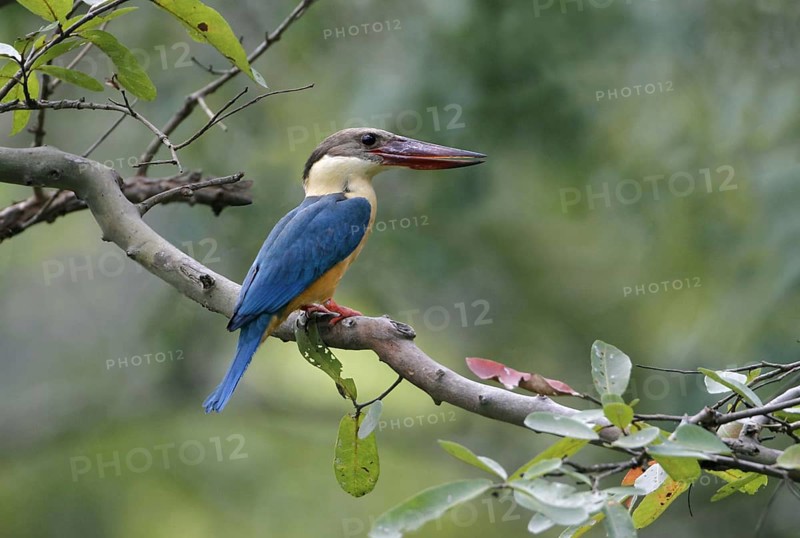Stork-billed Kingfisher