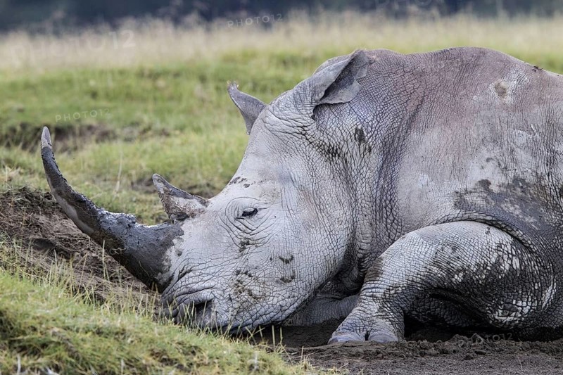 Adult white rhinoceros
