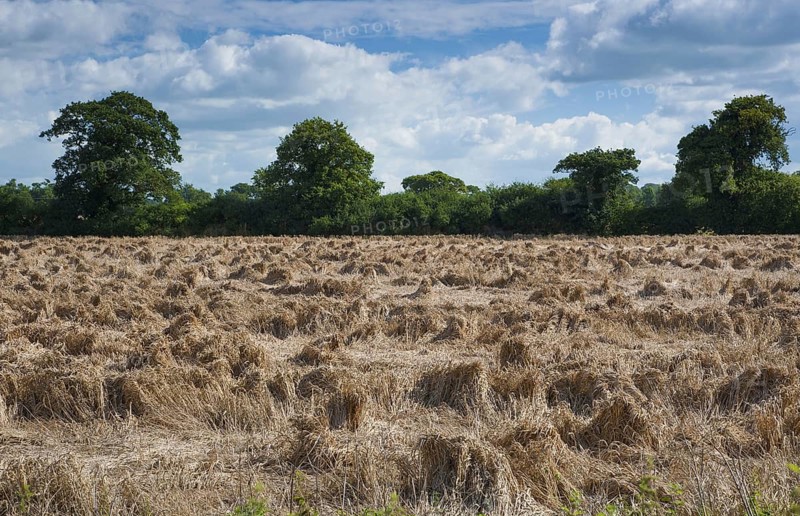 Wheat