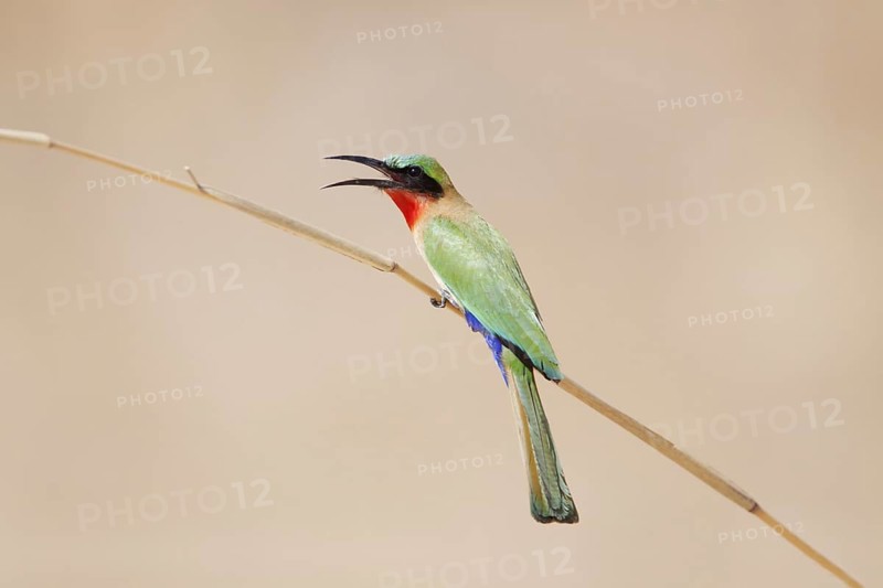 Red-throated bee-eater