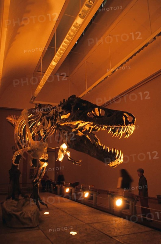 Tyrannosaurus Rex