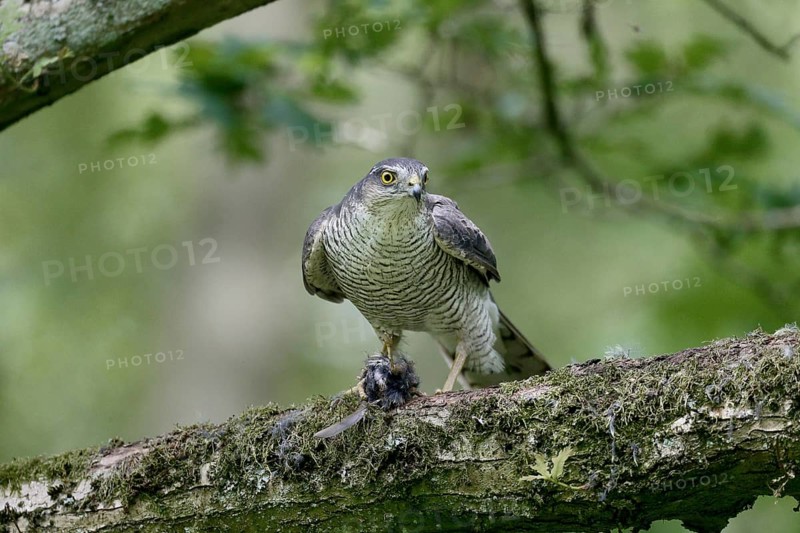 Eurasian Sparrowhawk