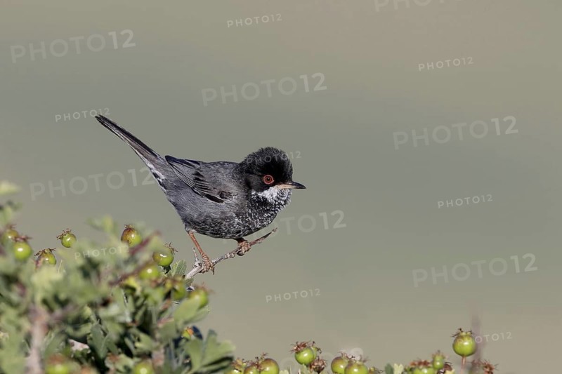 Cyprus Warbler
