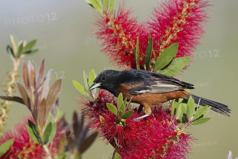 Orchard oriole