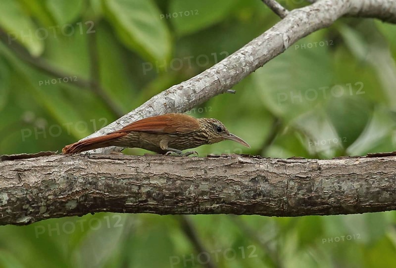 Stripe-headed treecreeper