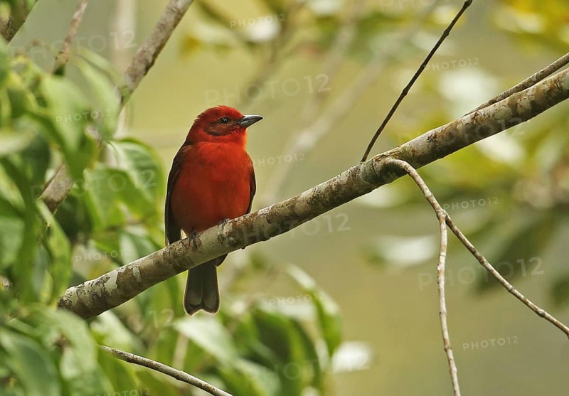 Flame-coloured tanager
