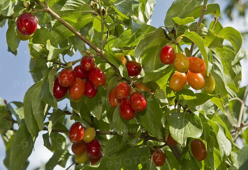 Cornelian Cherry