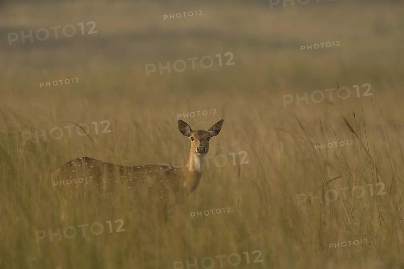 Spotted Deer