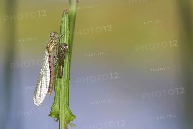 Large Red Damselfly