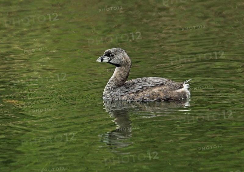 Pied-billed Grebe
