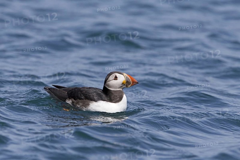 Puffin