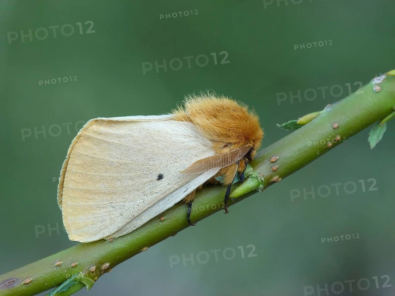 Autumn silkworm moth